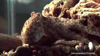 Killers of the Deep Blue Sea   The Sea Monsters   Documentary Channel