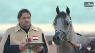 N 75 JAWHER AINAIN   KIAHF 2026   Arabian Peninsula Horse Show   Junior Colts 2 Years Old Class 5