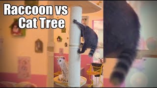 Funny animal videos #shorts#cat#Funny