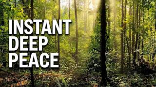 Forest Ambiance with Gentle Music | 4K Nature