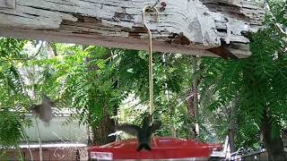 6 HummingBirds Eating