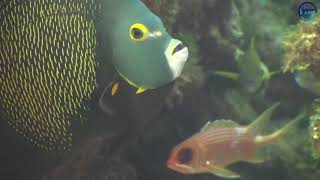 A French angelfish oh so elegant