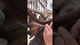 Learn Taxidermy: Caribou Antler Repairs