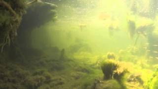 Swimming with Pike