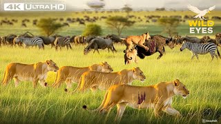 WILD SERENGETI: Survival SHOWDOWN in the Land of RUTHLESS PREDATORS | Wildlife Documentary