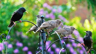 CAT TV NO ADS 10 HR | Fledgling Birds Demand Food From Parents  | Awesome Cat TV Videos HDR 4K