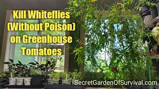 How to Kill Whiteflies (without poison) on Greenhouse Tomatoes