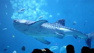 'Georgia Aquarium' The Biggest Aquarium In The World