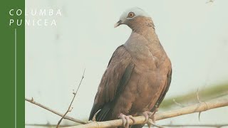 Mysterious Pigeon | Pale-Capped Pigeon|  Cam Nature