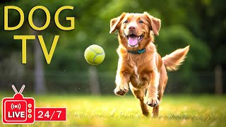 DOG TV 24/7: Best Entertainment Video for Dogs Relax & Relieve Anxiety When Alone - Music for Dogs