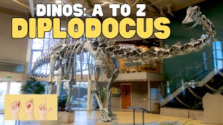 ASL Dinos A to Z Diplodocus