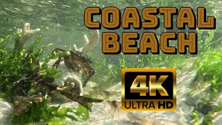 Calm Music For Sleeping 4K Relaxing Ocean Coast Life #4k #ocean #gopro #relaxingmusic