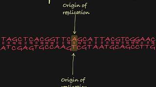 DNA Replication- Simplified