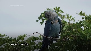 Recovery of Spix Macaw threatened by climate change