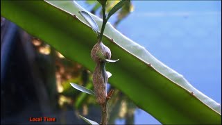 Citrus Gall Wasp. Eliminate and Control this pest in your Garden.
