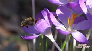 Pista - Oh Bondad tan Infinita