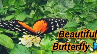 Beautiful Butterfly. Close-up of colourful wings, fluttering in a greenhouse.