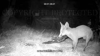 Clip Pack #317 - UK Trail Cam Stock Footage - Badgers, Foxes and More