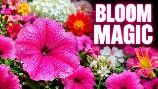 Most beautiful flowers garden