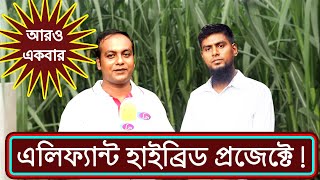 আলমগীর ভাইয়ের এলিফ্যান্ট হাইব্রিড ঘাস কেমন চলছে || আরো একবার ঘুড়ে আসলাম||কাটিং 01737598885 #LtvHD