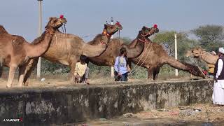 Desert के किसान और ऊंट व्यापारियों का पारंपरिक पहनावा क्या कोई और भी पहनावा है?
