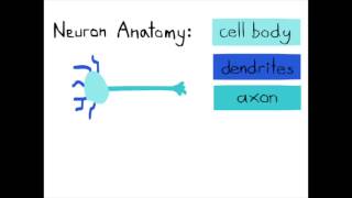 Neuronal Development