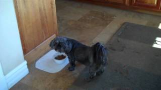Lily and Angel Sue share ... what?  Dog food?