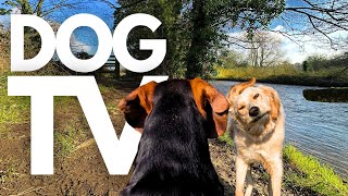 GoPro DogTV | 10hrs of Serene Virtual Dog Walks Along Peaceful Riverbanks 🐾🌊 Dog POV