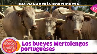 Toros para todos |Curiosidades del ganado bravo portugués: los bueyes Mertolengos