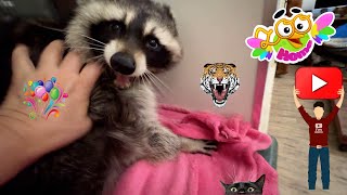 The menacing raccoon Marcel