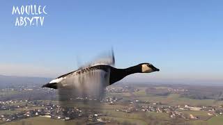 Voler avec les Oiseaux : c'est possible !