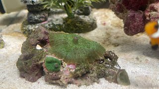 5 gallon Pico Reef tank