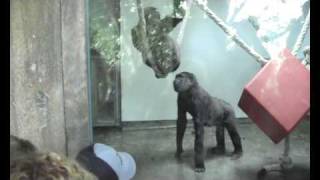 Gorillas in the pist