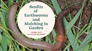 Benefits of Earthworms and Mulching in Home Terrace Garden | Seedbasket| Vegetable Kitchen garden