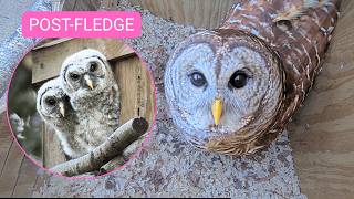 🚨 LIVE: TWO OWLETS HATCHED 🐣🐣 | Barred Owl Nest Cam