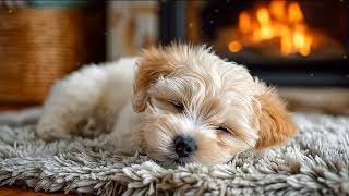3 HOURS of Relaxing Music for Dogs 🎵 Anti Separation Anxiety Relief 🐶 Pet Music to Soothe and Calm