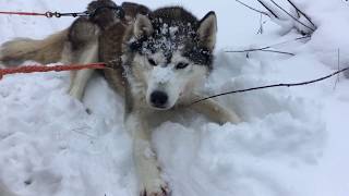 My adventures in St. Petersburg #5 Going to Finish Lapland! | Vlog 5 | Merel Maurits