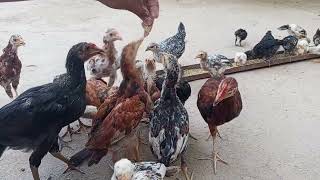 Feeding Chickens Kneaded Dough by Hand” #animals