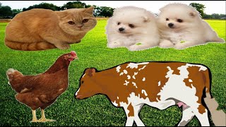 animal sounds such as: dog, cat, chicken and cow
