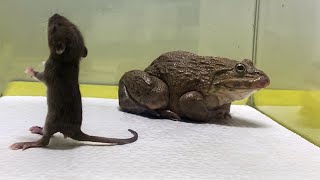 Frog Giant African frog eats adult mice【LIVE FOOD WARNING】Episode 2