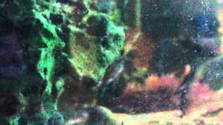 Feeding my Fish with Shrimps