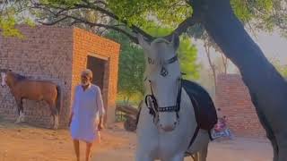 horse dance video||horse running videos #trending #viralvideo #comedy #love #comedy