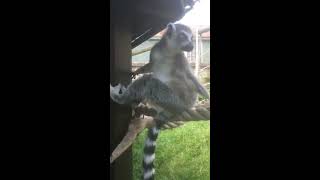 Lemur Live: Ring-tailed lemurs
