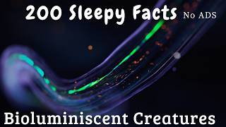 The Most Relaxing Facts About Bioluminescent creatures  to Fall Asleep To - No ADS