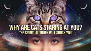 Why Are Cats Staring at You? The Spiritual Truth Might Surprise You