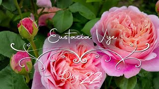 Eustacia Vye Rose  • Peach Whisper •24 Days of Roses & Classical Music• French Garden