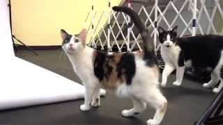 Take Paws: Hollywoof with Holly Blakney, CPDT-KA, VSPDT