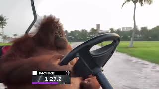 F1 Monke