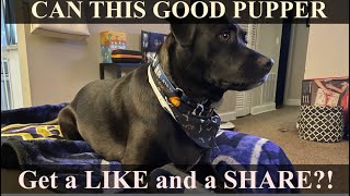 Bestest Pupper and Sock Hound Locates Missing Sock!