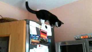 tom und jerry-meine neugierigen katzen